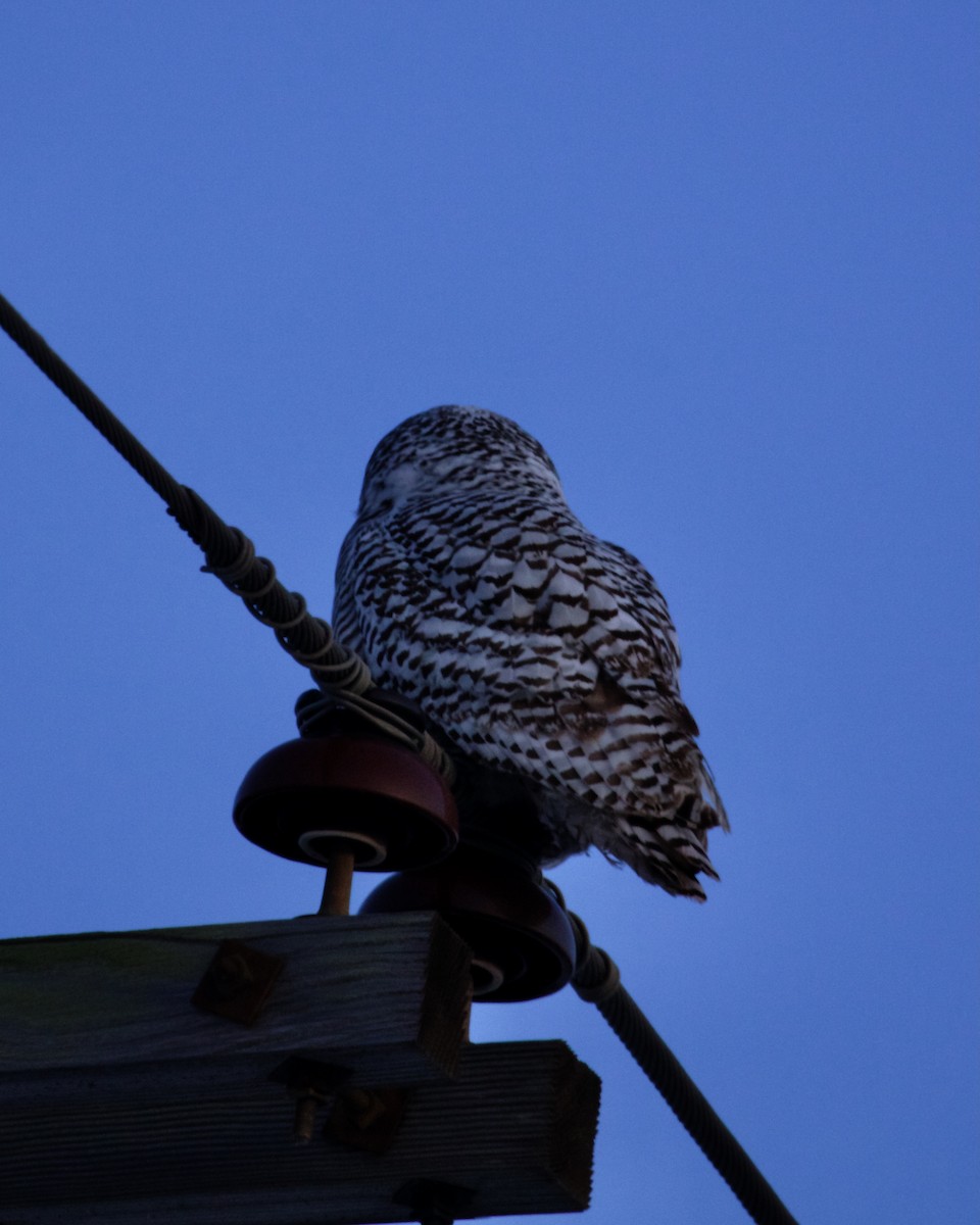 Snowy Owl - ML644262310