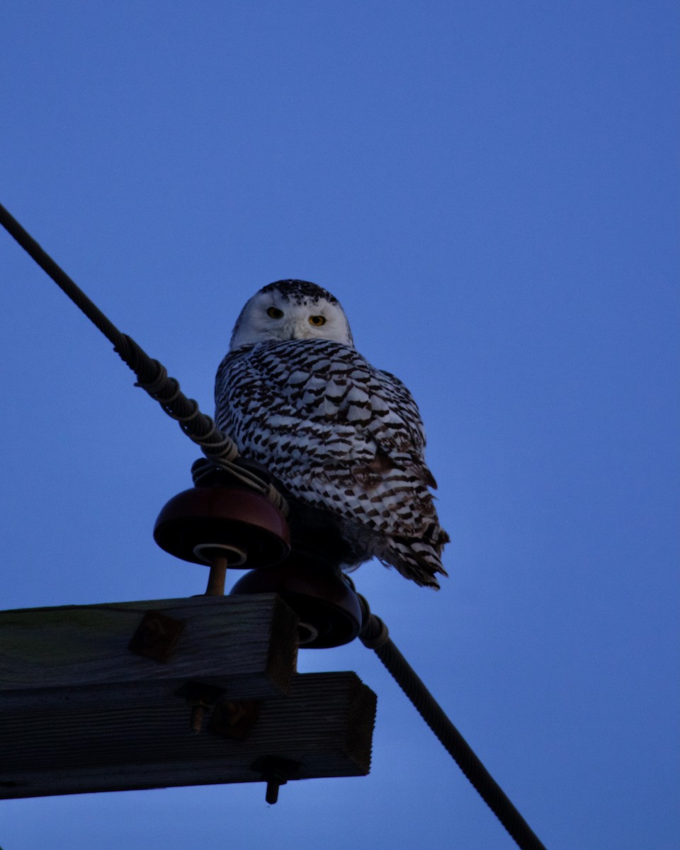 Snowy Owl - ML644262311