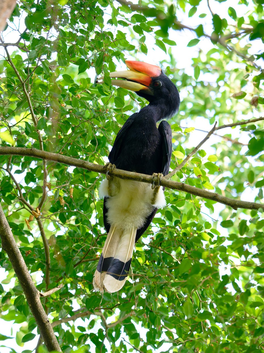 Rhinoceros Hornbill - ML644262313