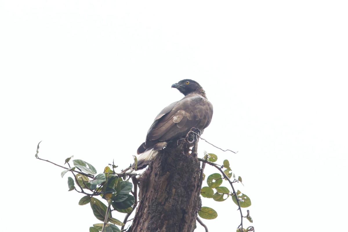 Sulawesi Honey-buzzard - ML644262321
