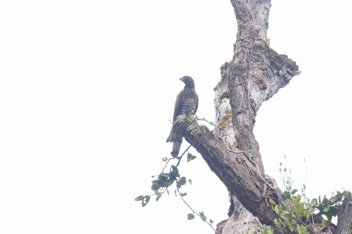 Sulawesi Honey-buzzard - ML644262322