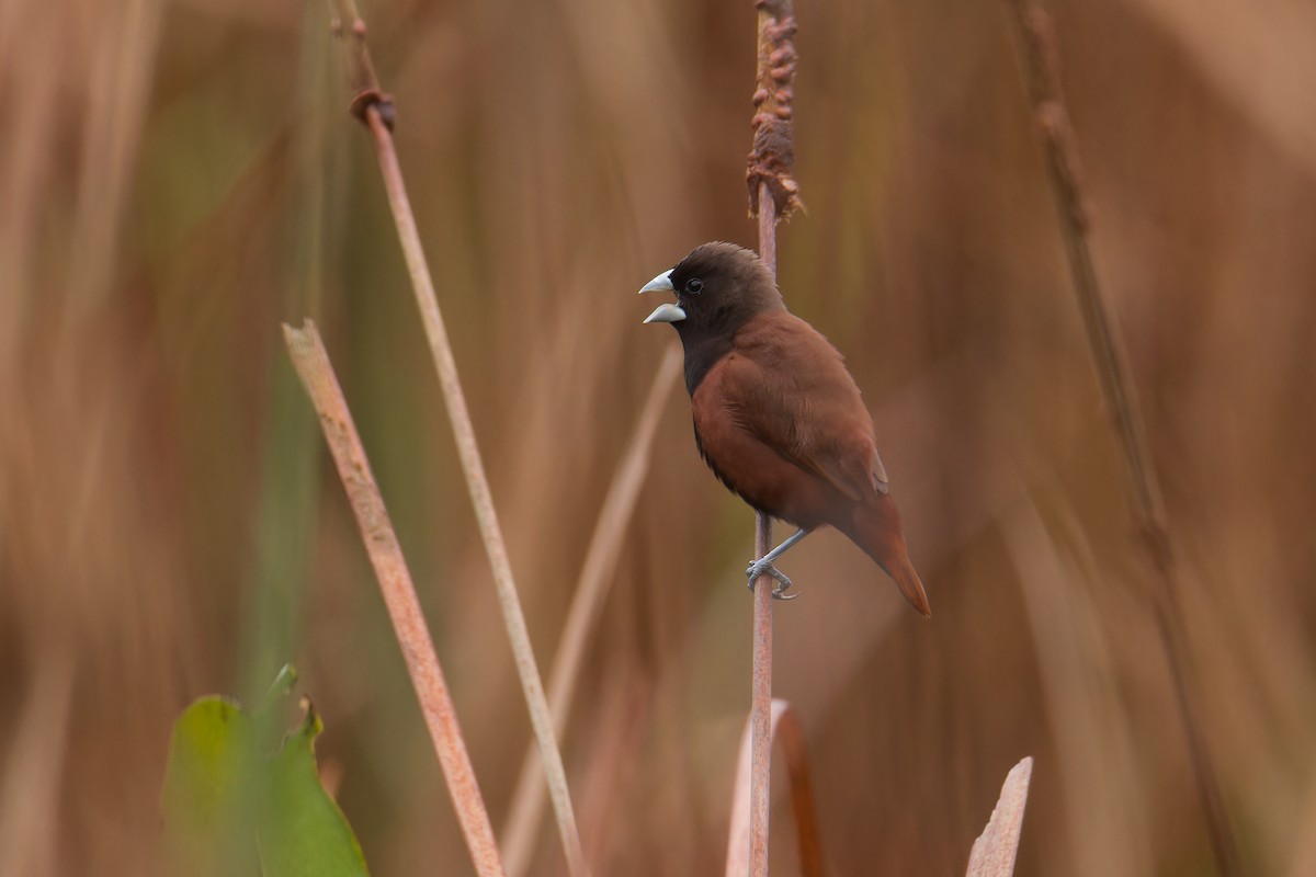 Chestnut Munia (Chestnut) - ML644262335