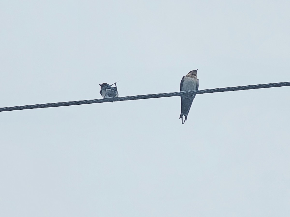 Pacific Swallow - ML644262336