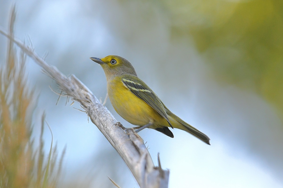 White-eyed Vireo - ML644262339