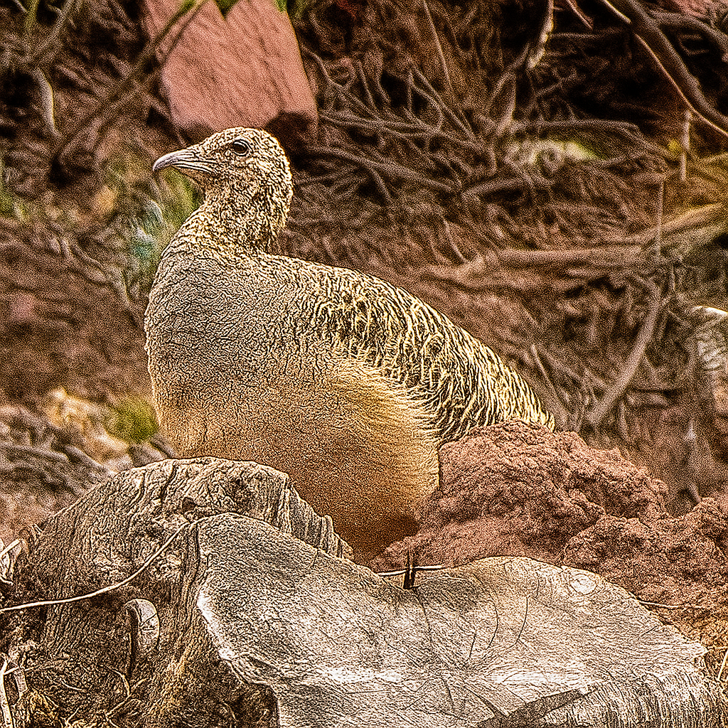 Ornate Tinamou - ML644262343