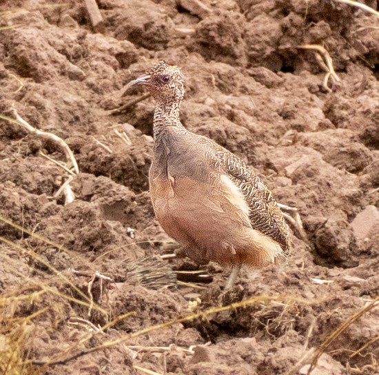 Ornate Tinamou - ML644262348