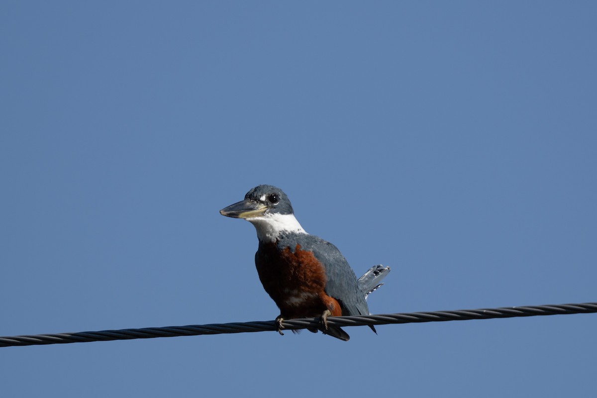 クビワヤマセミ - ML644262350