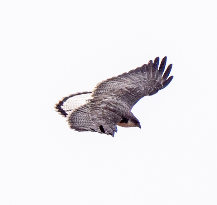 Variable Hawk - ML644262351