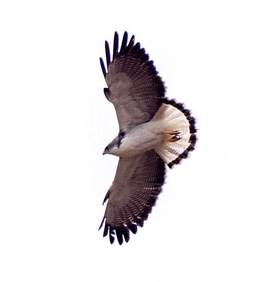 Variable Hawk - ML644262352