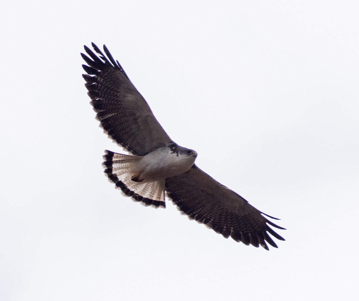Variable Hawk - ML644262353