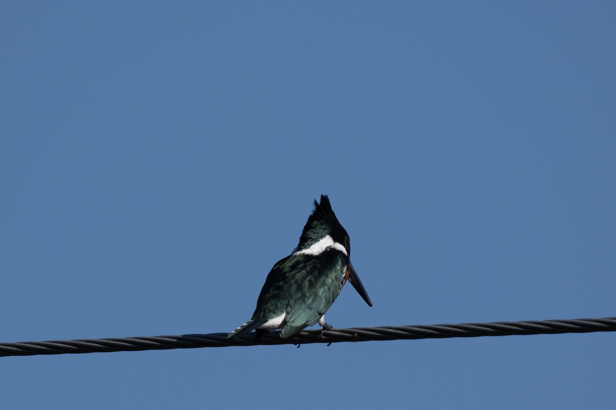 オオミドリヤマセミ - ML644262355