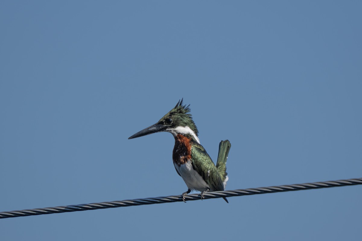 オオミドリヤマセミ - ML644262358