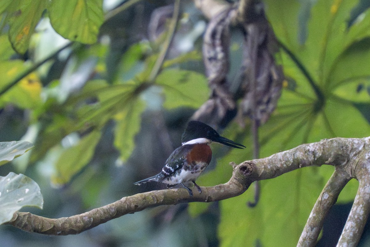 ミドリヤマセミ - ML644262374