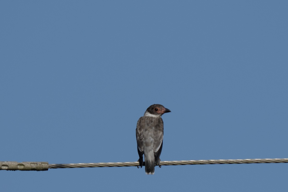 サカツラハグロドリ - ML644262378