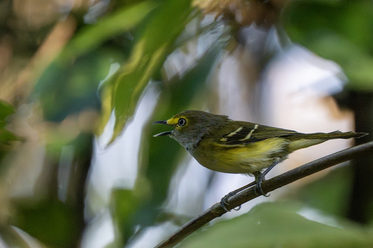 White-eyed Vireo - ML644262383