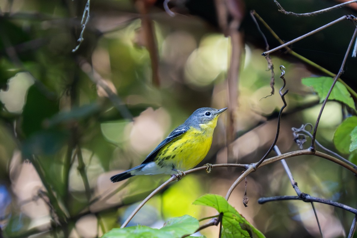 シロオビアメリカムシクイ - ML644262386