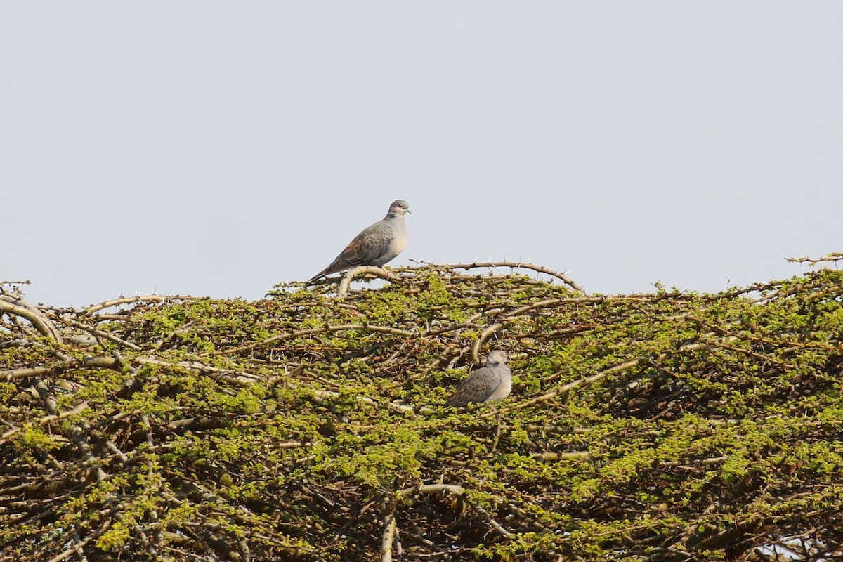 rustvingedue - ML644262390