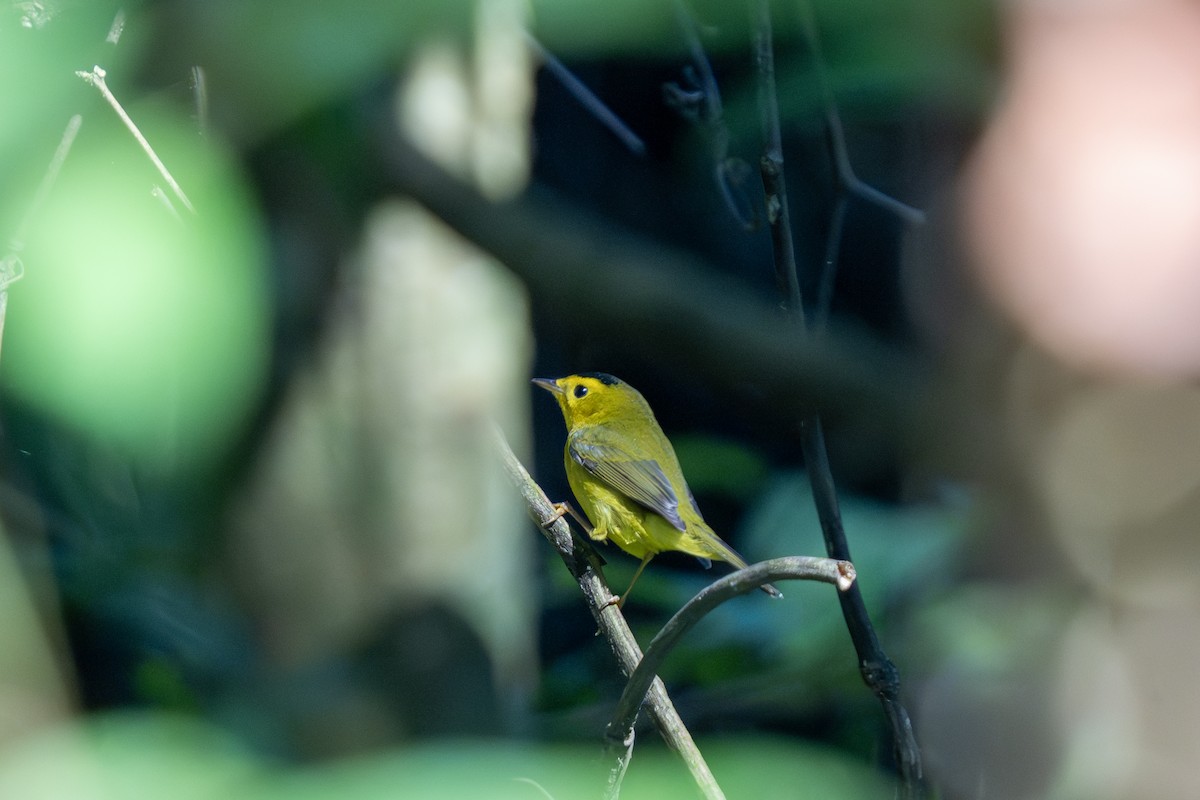 ウィルソンアメリカムシクイ - ML644262391