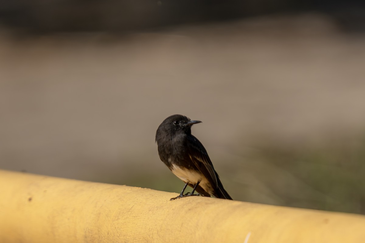 Black Phoebe (Northern) - ML644262395