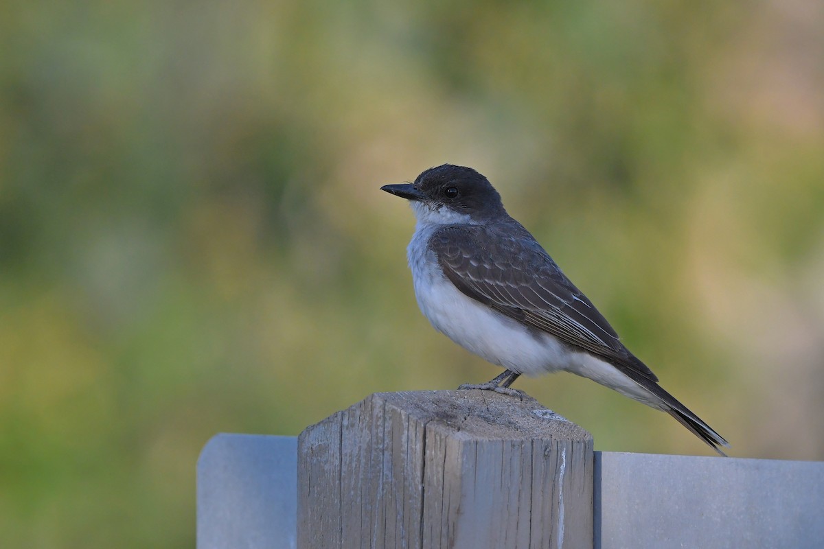 Schieferrücken-Königstyrann - ML644262398