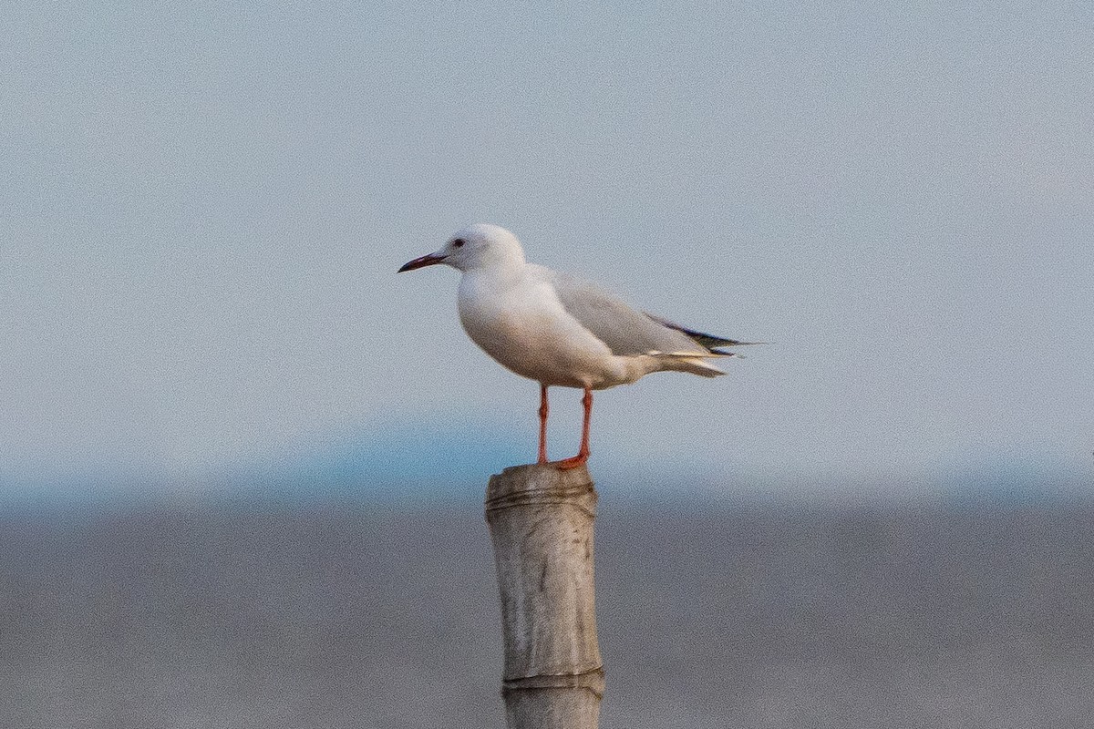 Slender-billed Gull - ML644262407