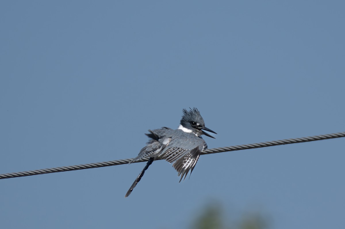 アメリカヤマセミ - ML644262408