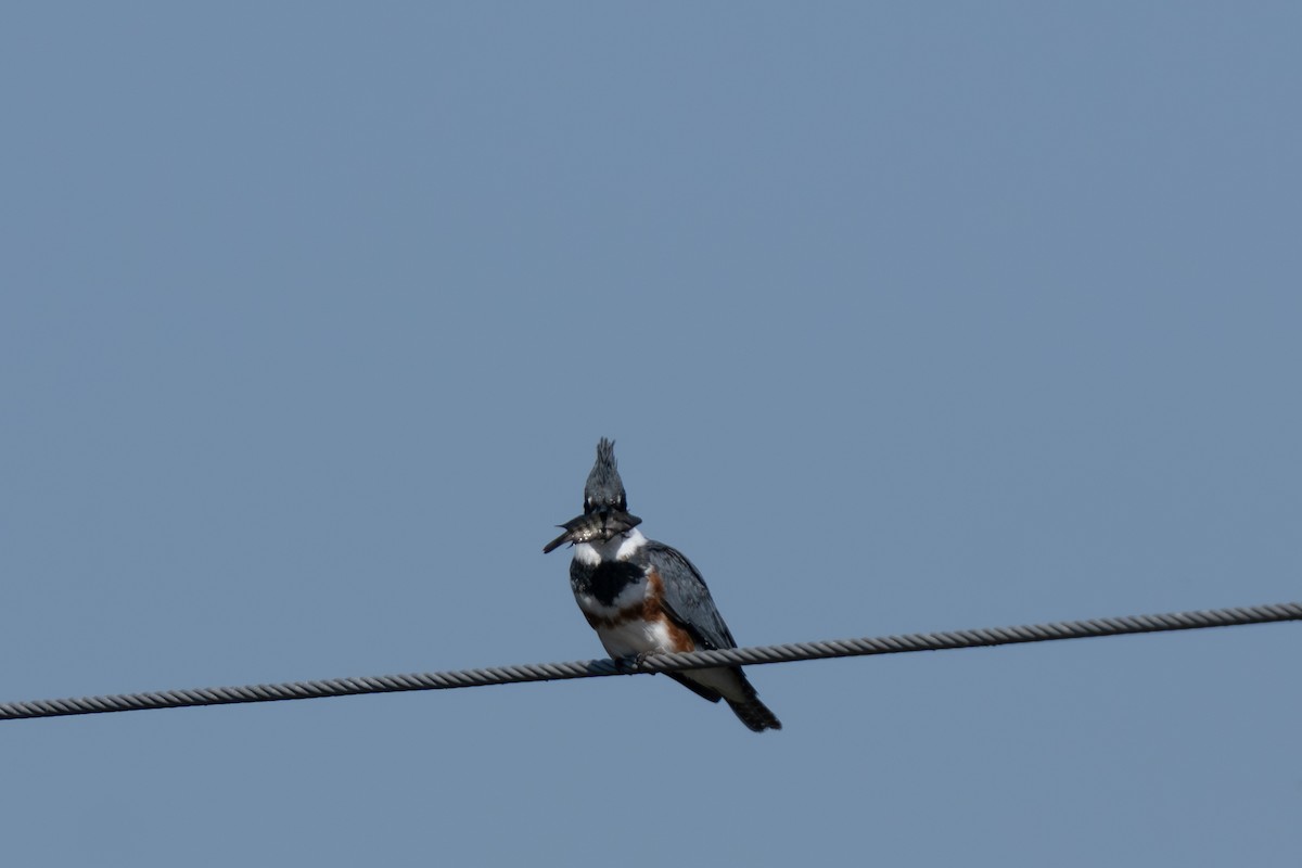 アメリカヤマセミ - ML644262409