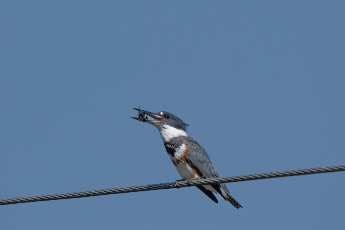 アメリカヤマセミ - ML644262410