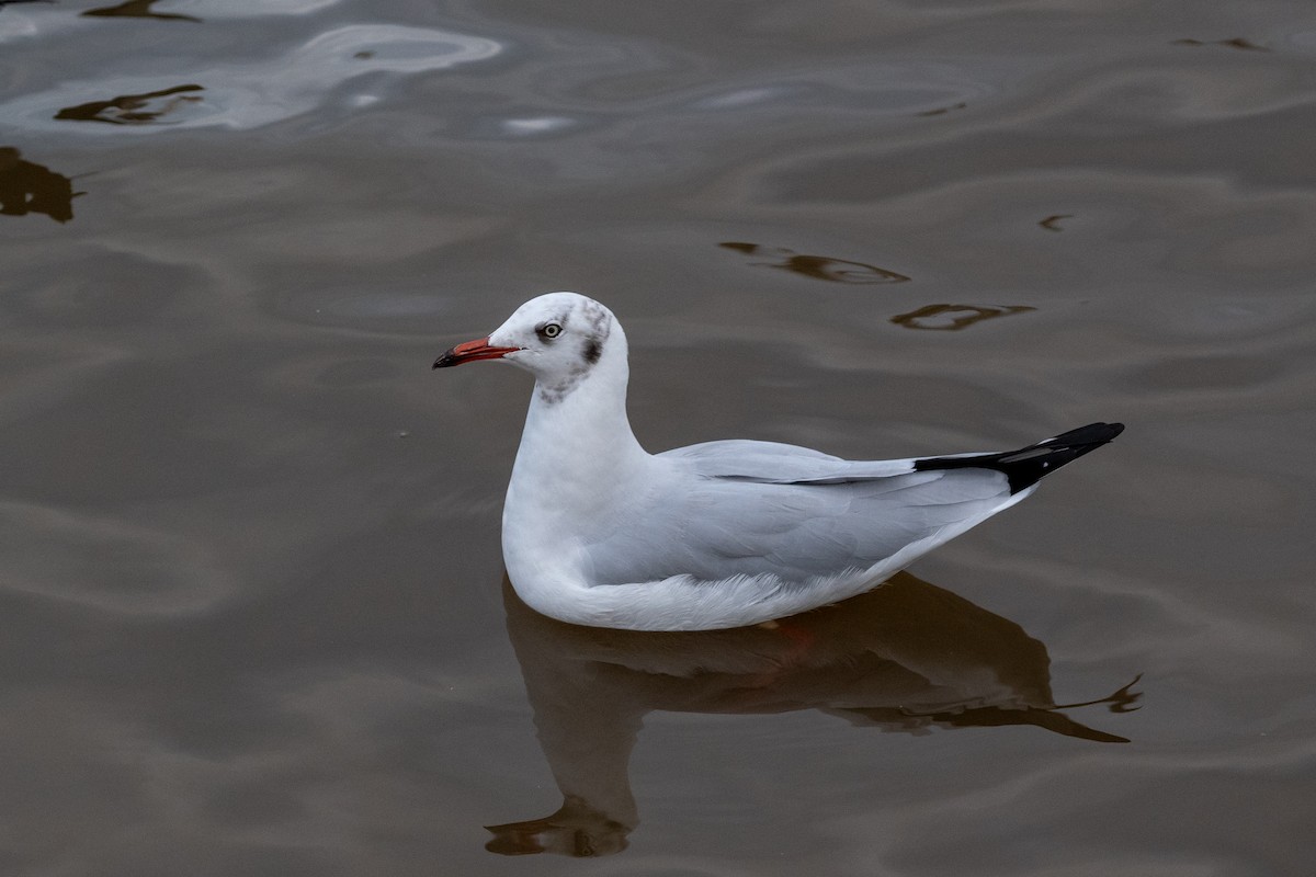 Бор толгойт цахлай - ML644262416