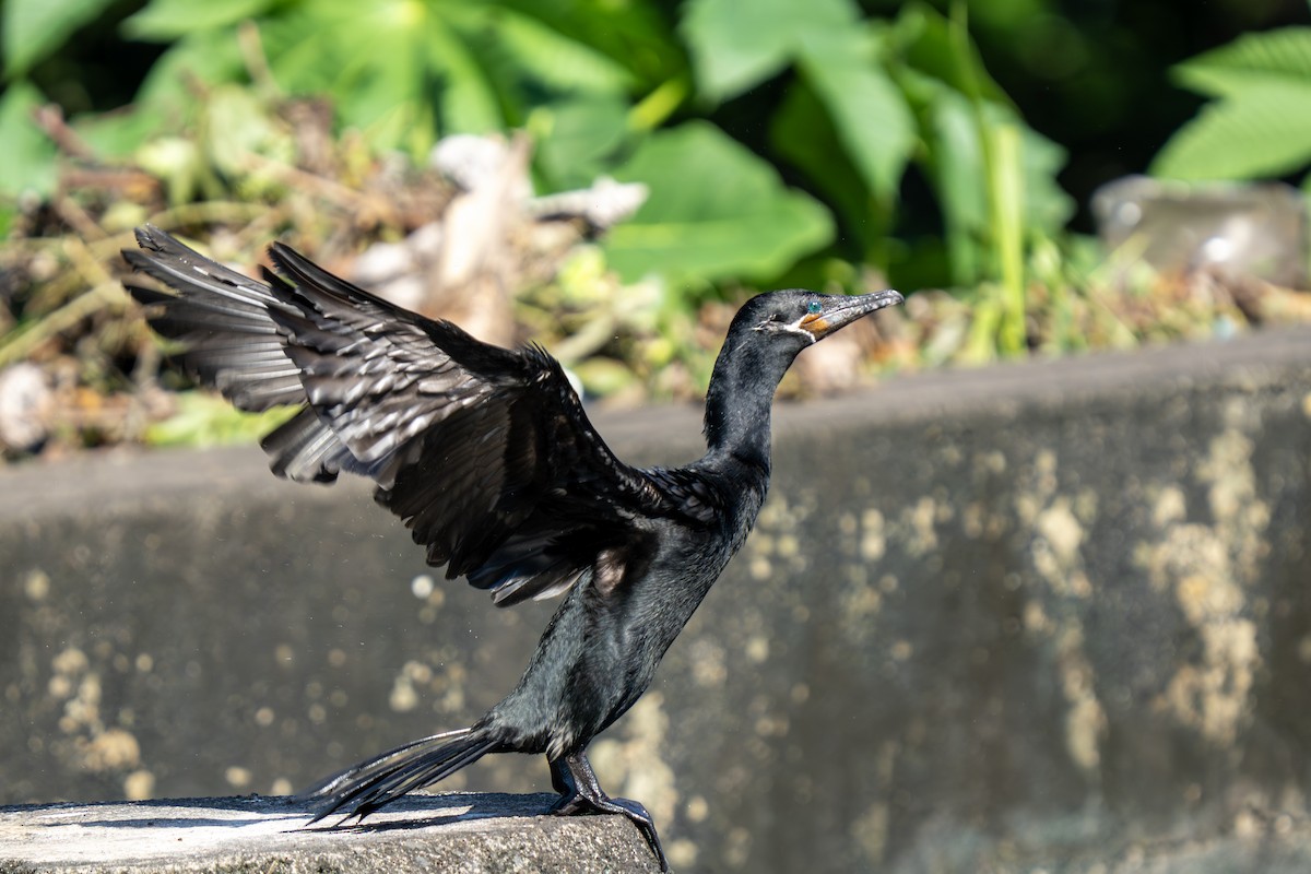 ナンベイヒメウ - ML644262417