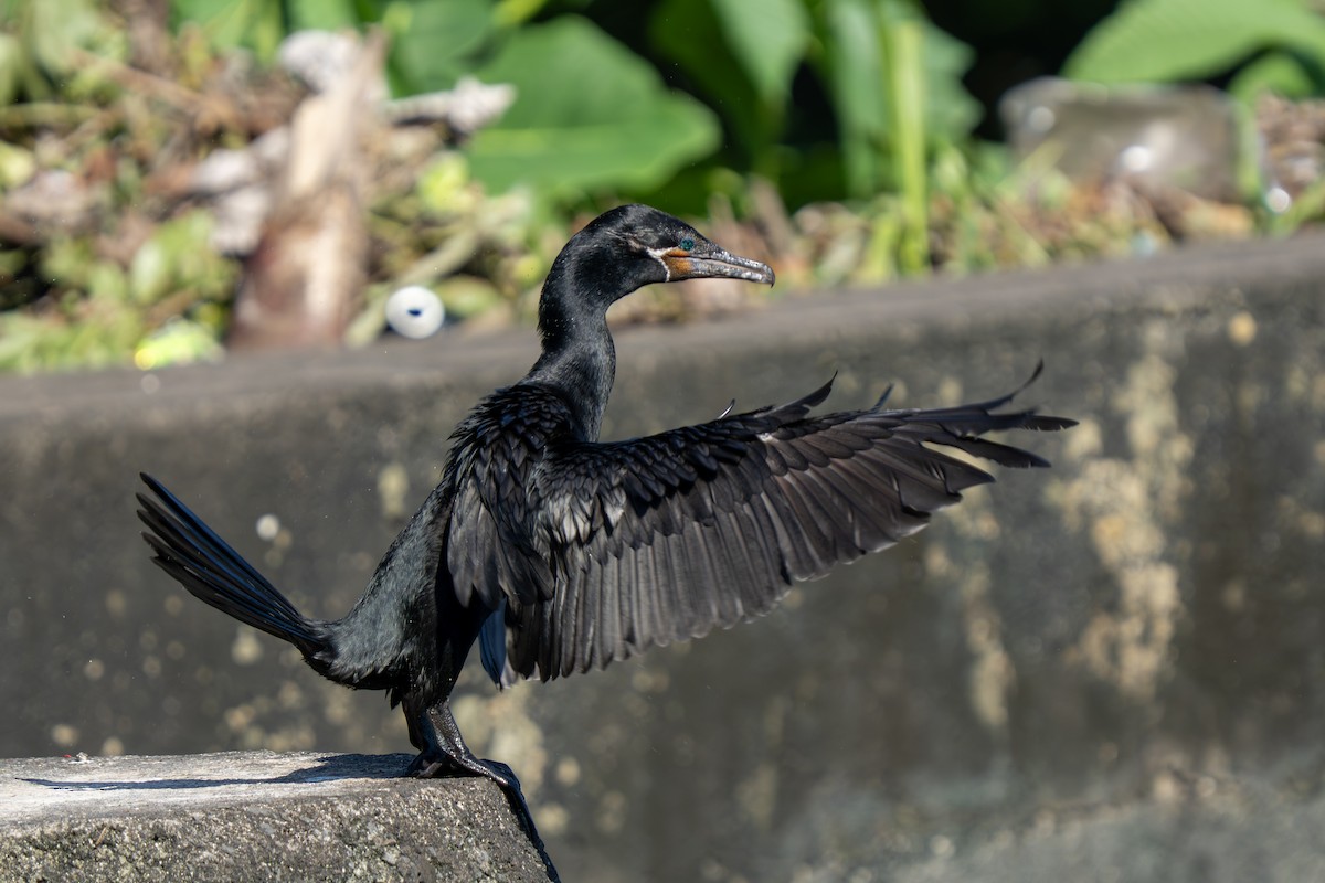 ナンベイヒメウ - ML644262418