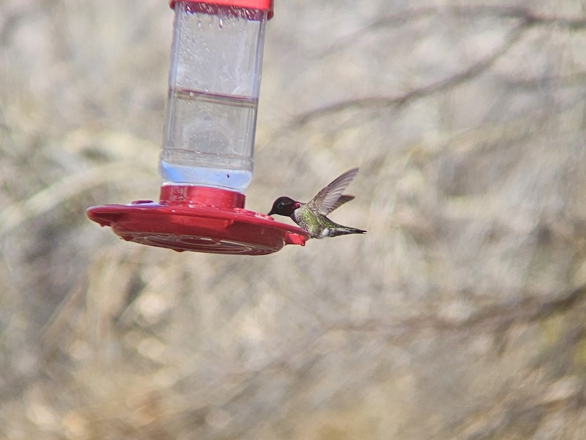 Anna's Hummingbird - ML644262425