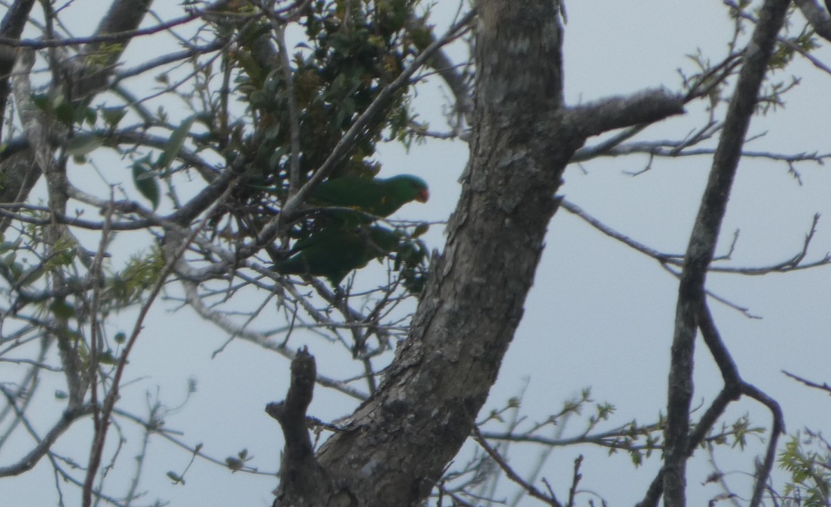 Scaly-breasted Lorikeet - ML644262428