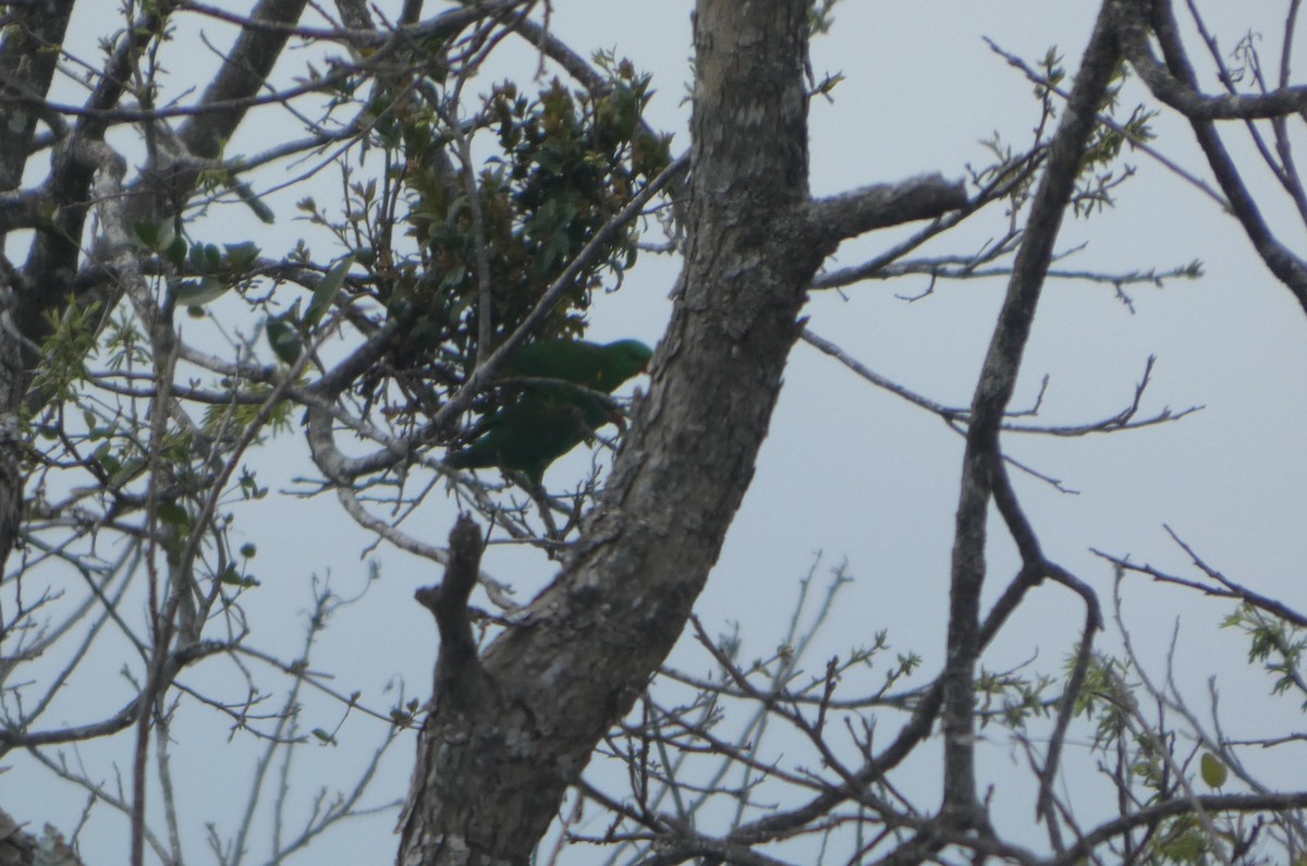 Scaly-breasted Lorikeet - ML644262429
