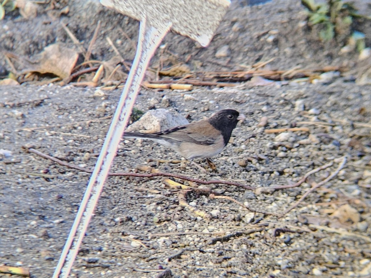 Dark-eyed Junco (Oregon) - ML644262430