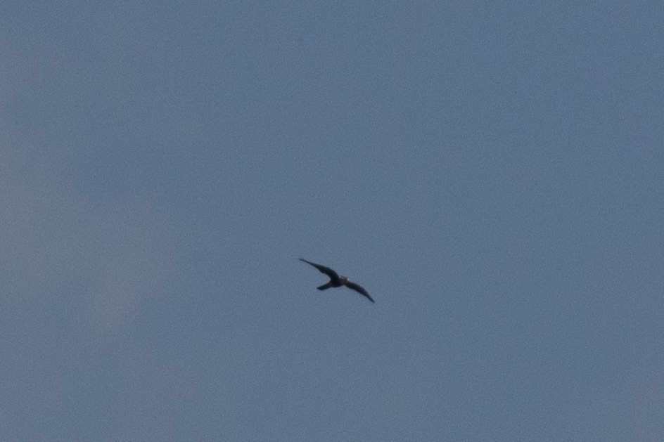 オナガハヤブサ - ML644262432