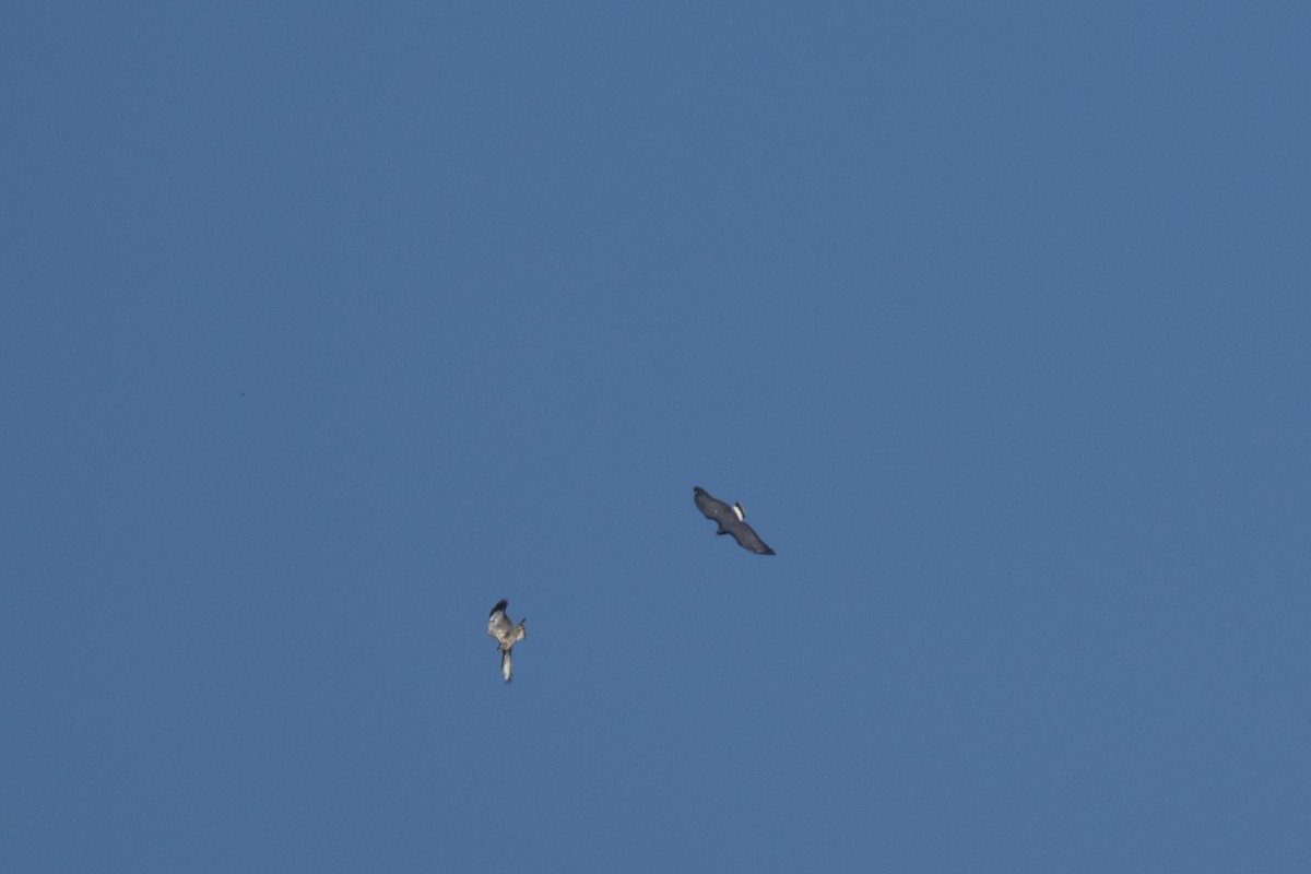 Common Black Hawk - ML644262434