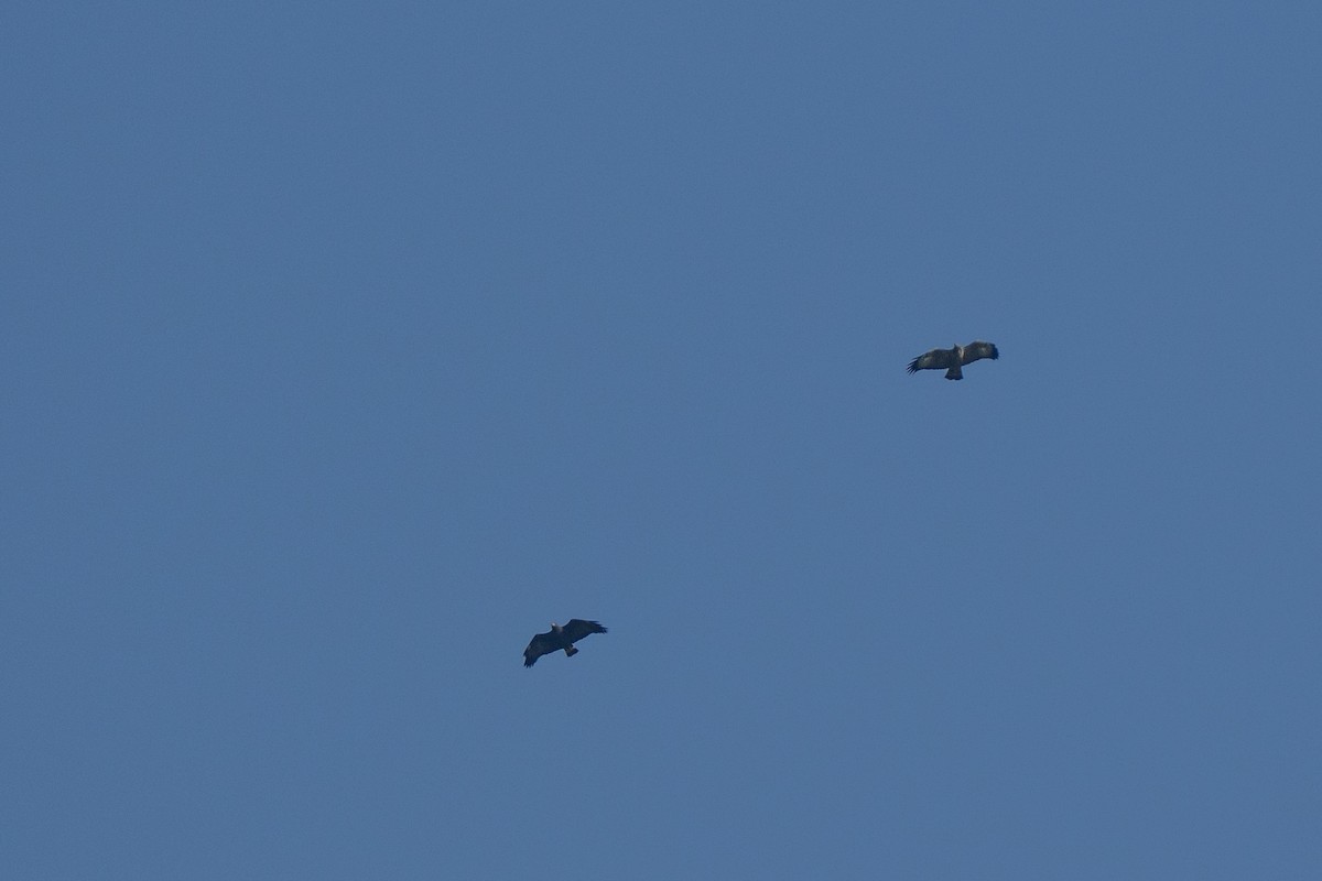 Common Black Hawk - ML644262435