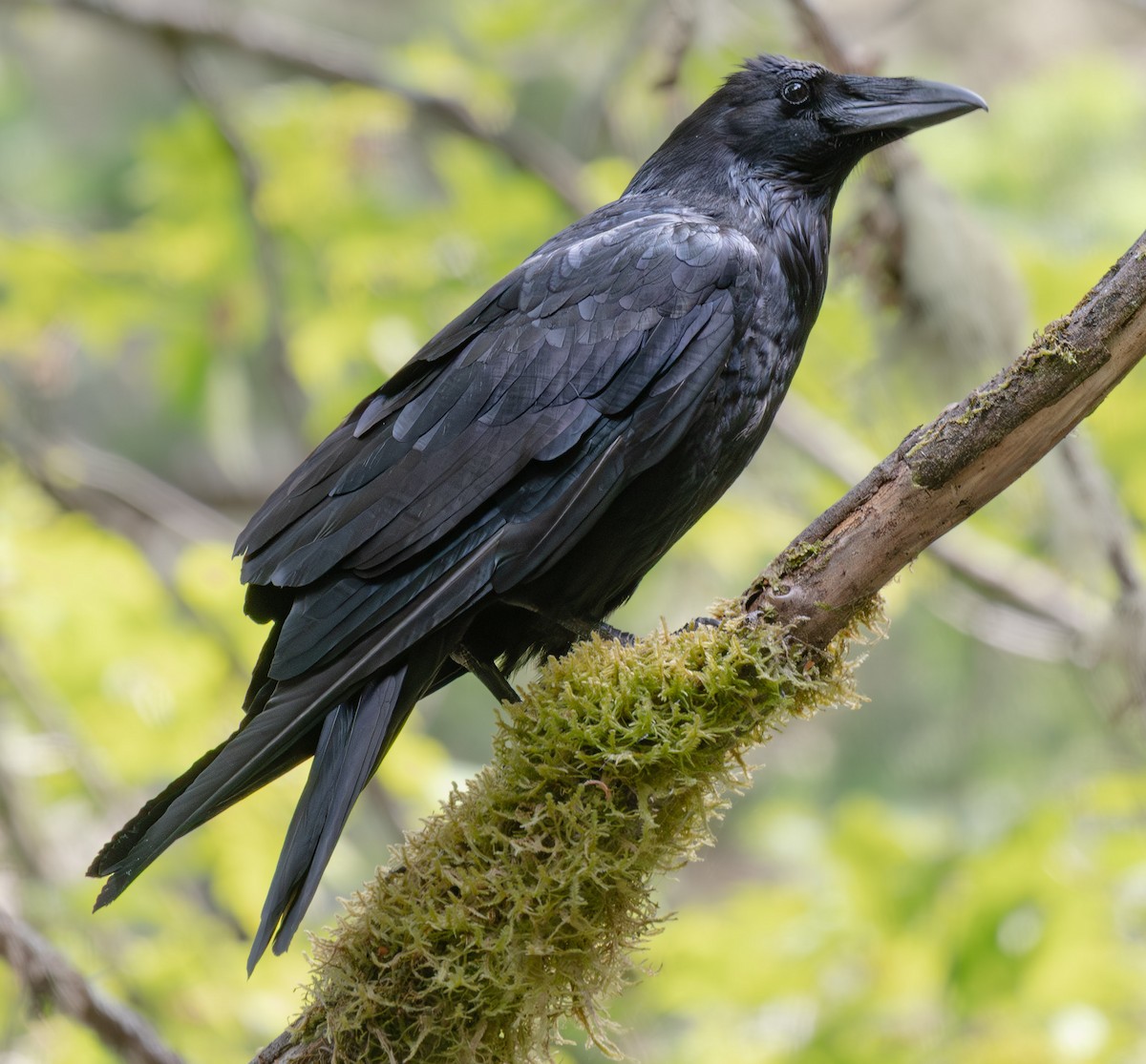 Cuervo Grande - ML644262439