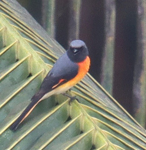 Small Minivet - ML644262454