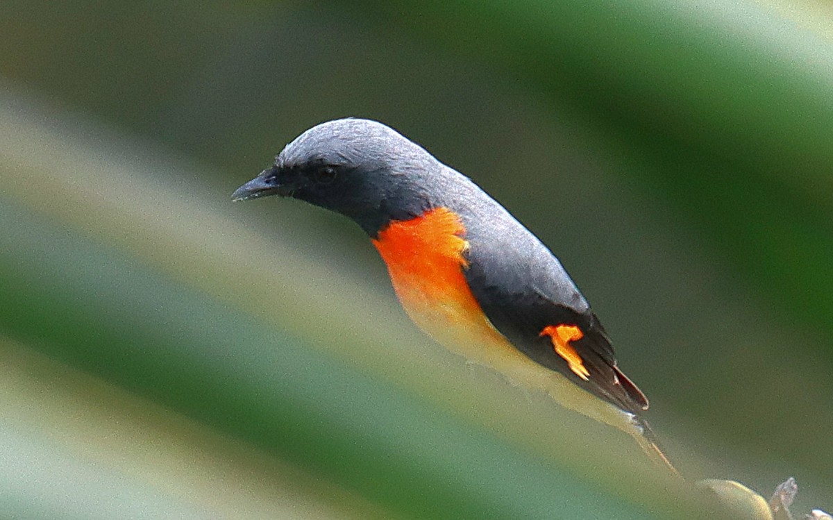 Small Minivet - ML644262455