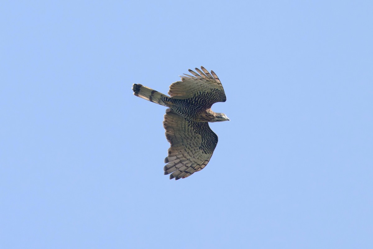 Sulawesi Honey-buzzard - ML644262459