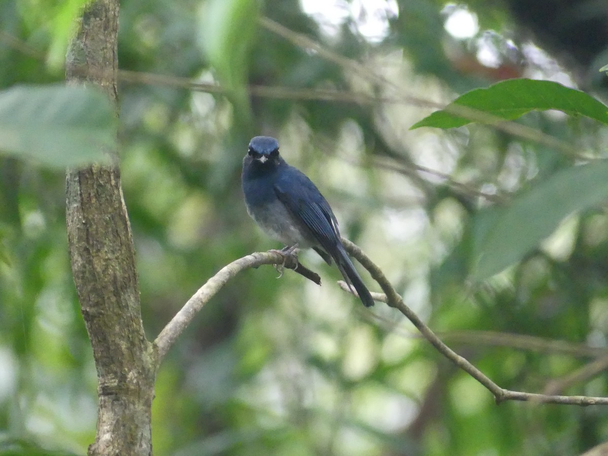 White-bellied Blue Flycatcher - ML644262466