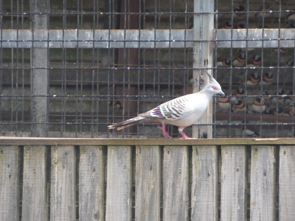 Spitzschopftaube - ML644262470