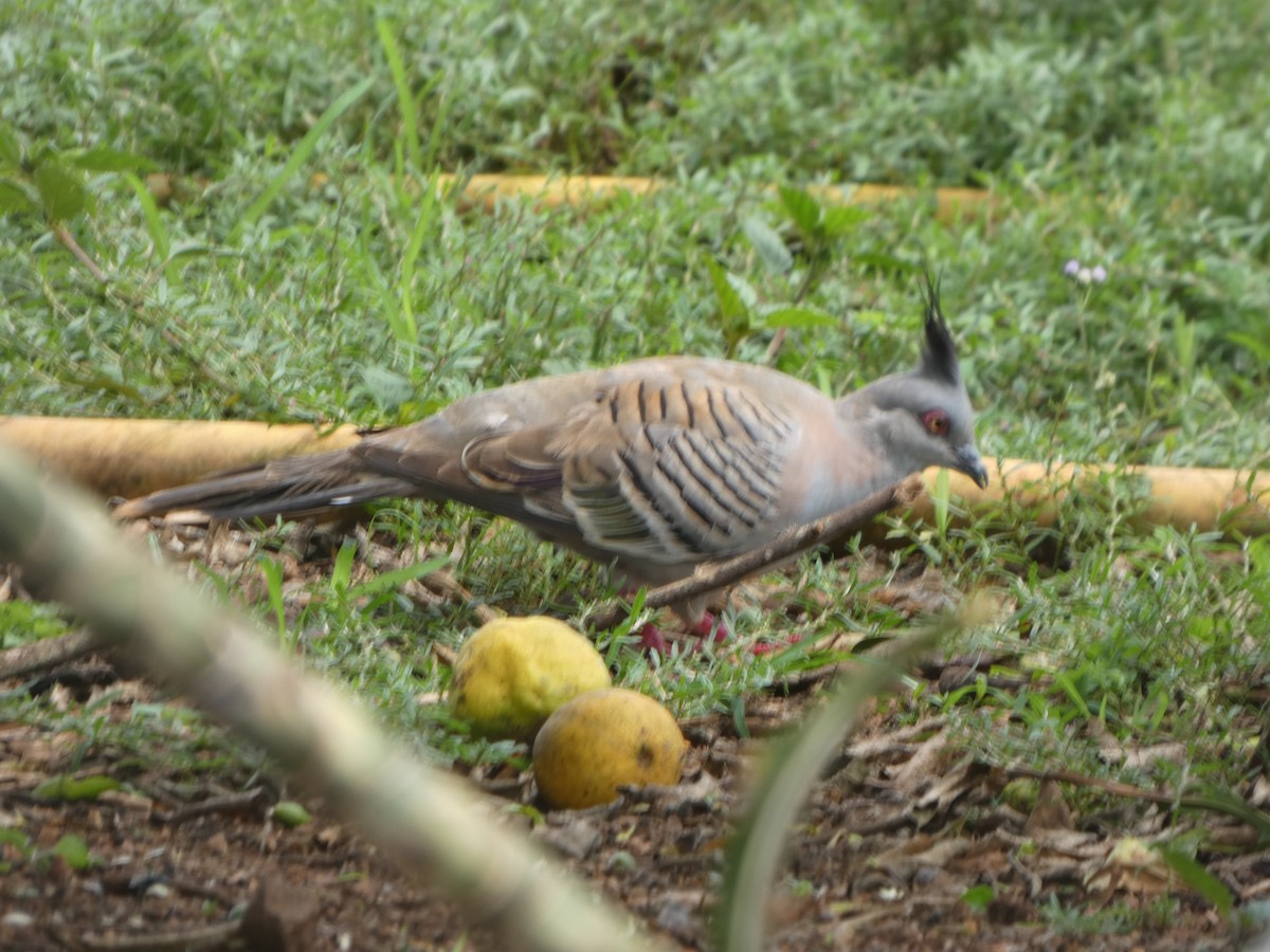 Spitzschopftaube - ML644262471