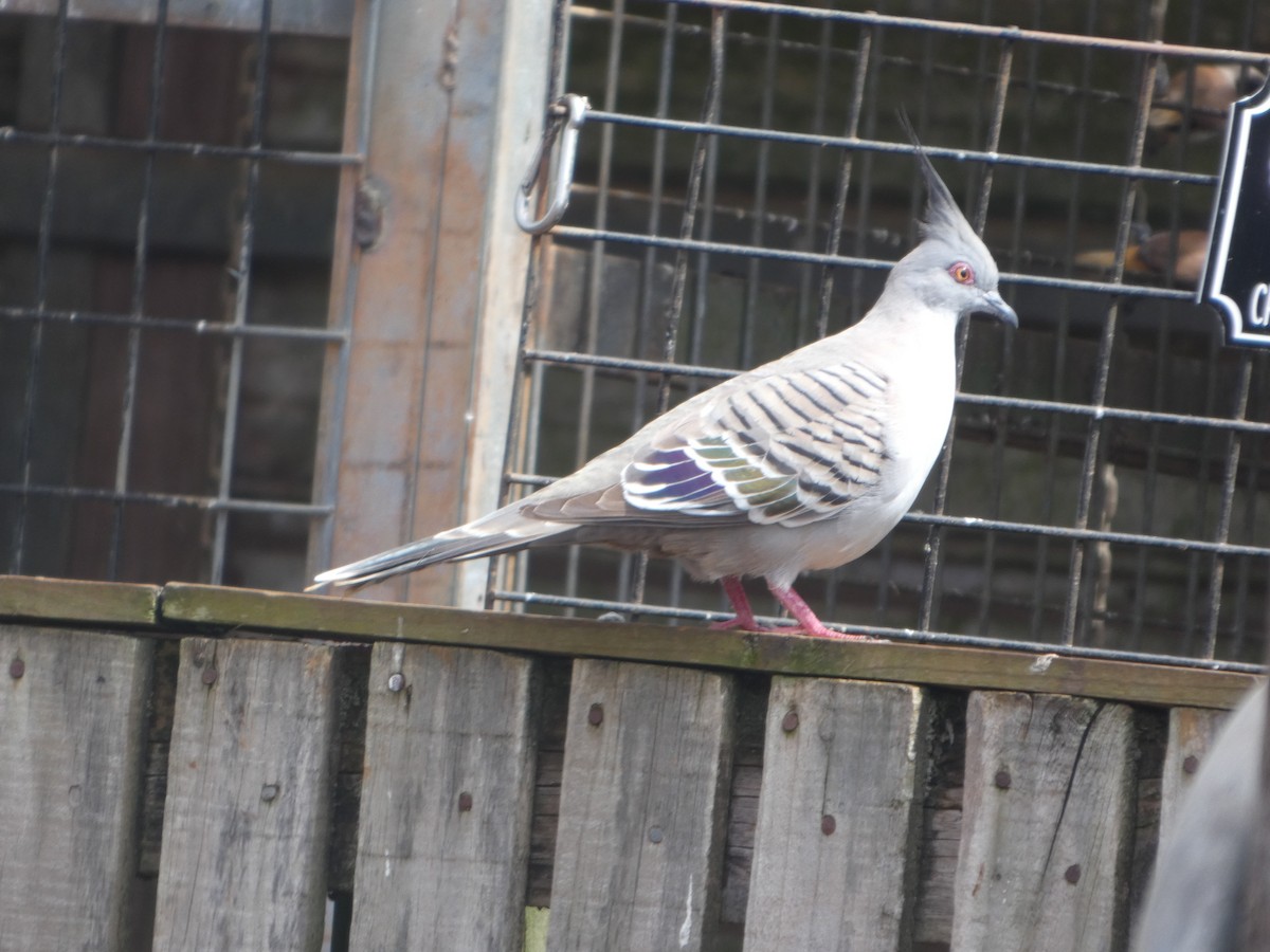 Spitzschopftaube - ML644262472