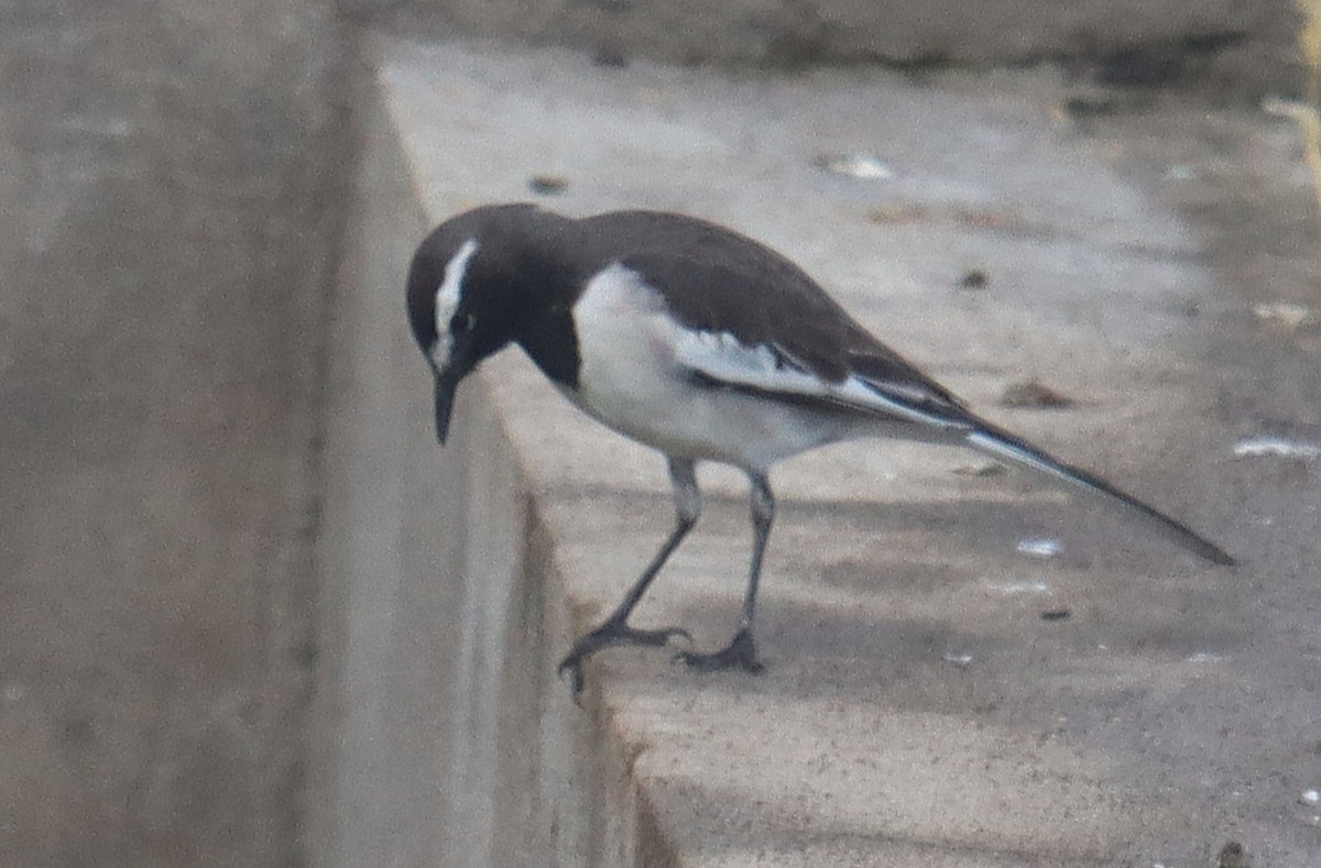White-browed Wagtail - ML644262506