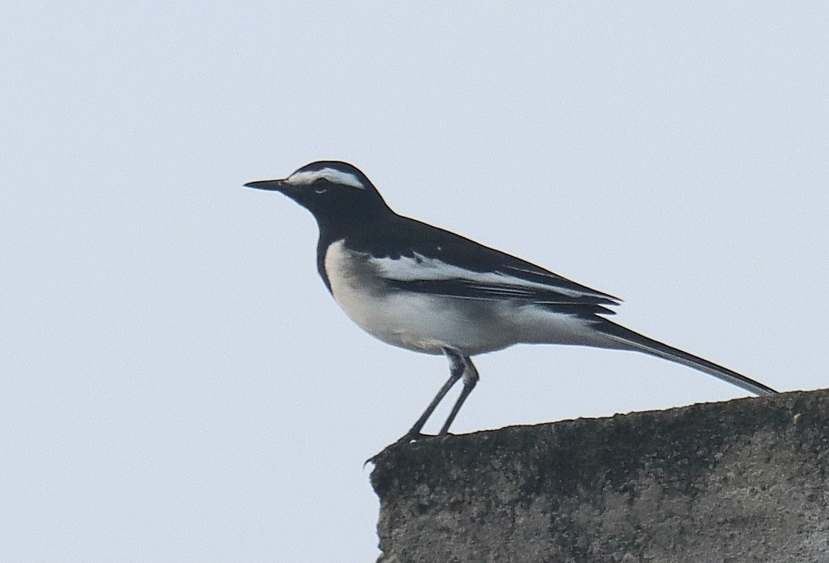 White-browed Wagtail - ML644262507