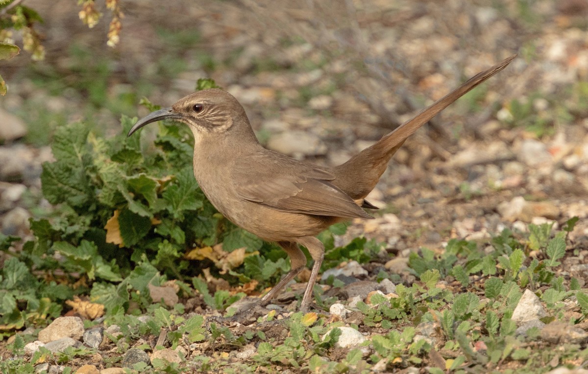 Kalifornienspottdrossel - ML644262518