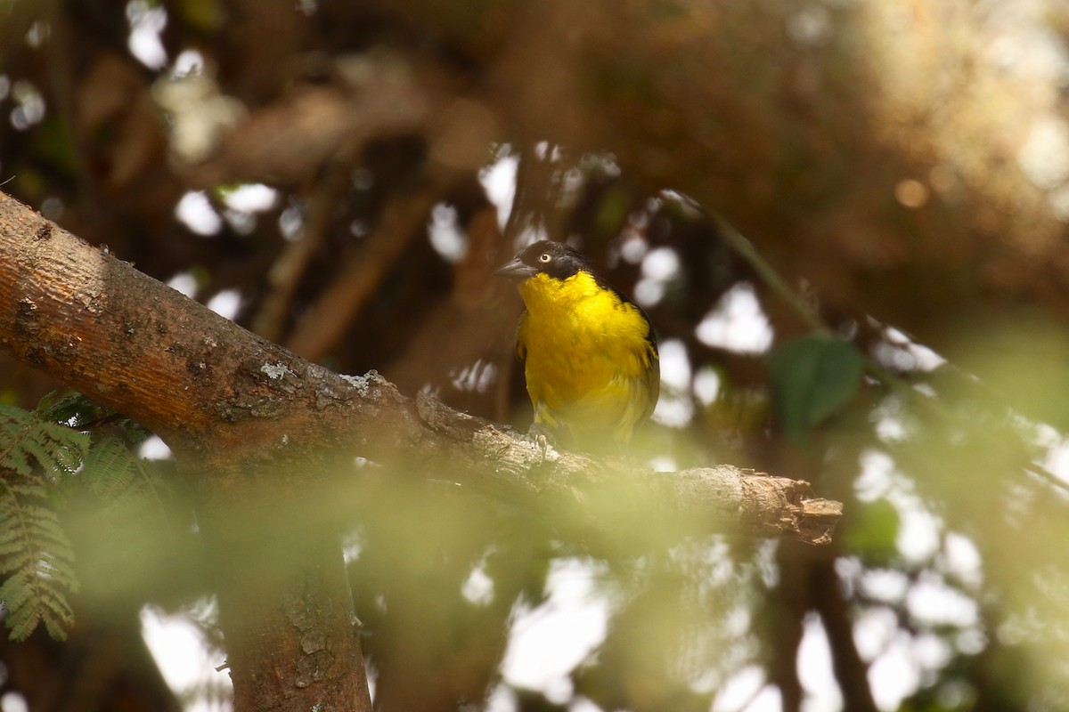 Tejedor Baglafecht (reichenowi) - ML644262523